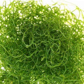 Chaetomorpha
